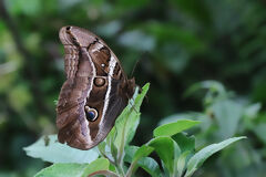 Papillon en chemin