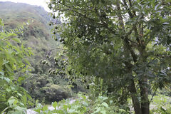 Plantation d'avocatiers